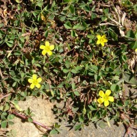Oxalis corniculata L.